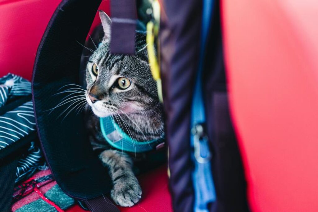 outdoor pet gear essentials