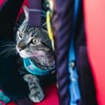 outdoor pet gear essentials