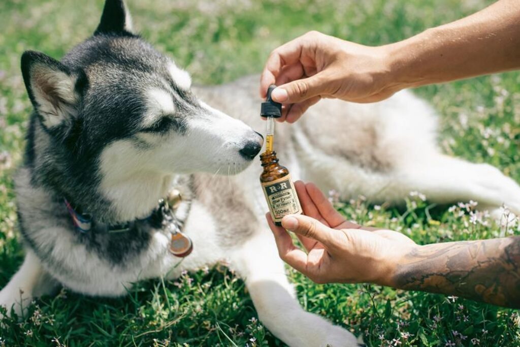 pet wellness supplements guide