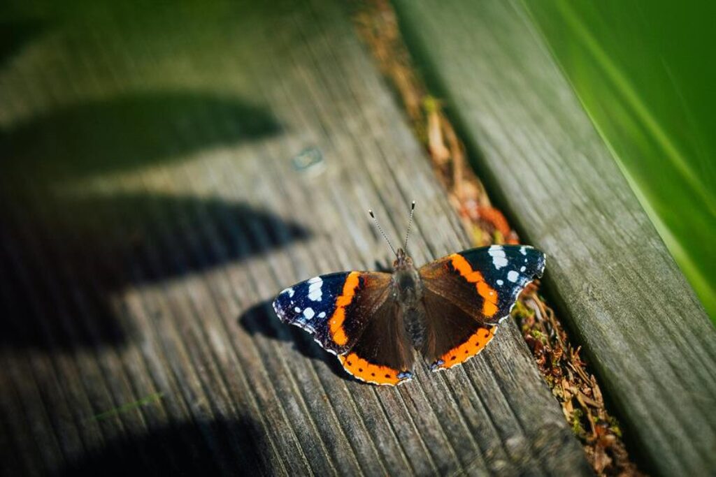 promoting biodiversity in gardens