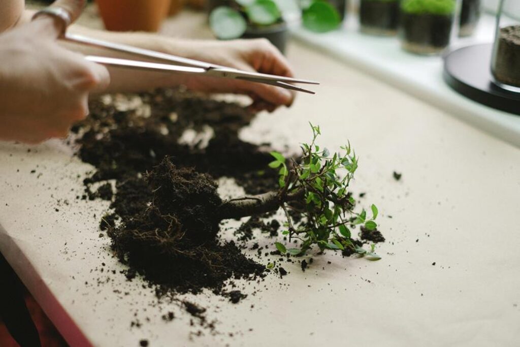 repotting plants with ease