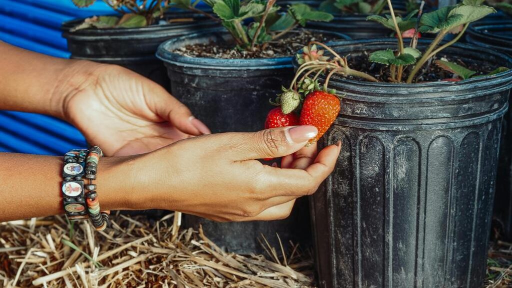 seasonal mulching for gardens