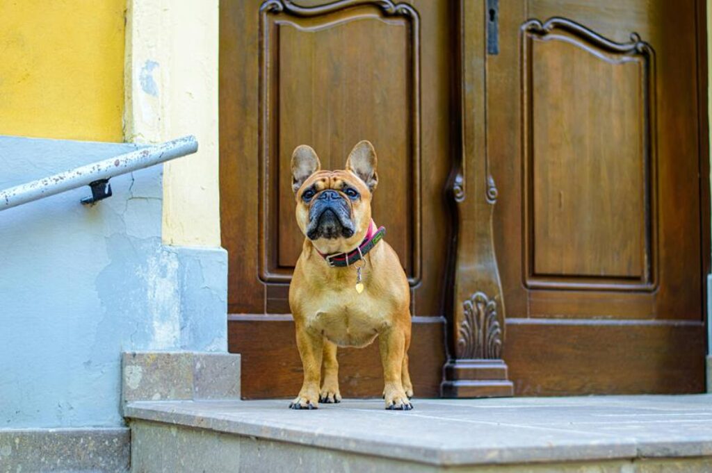 smart dog doors enhance security