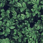 texture mix in gardens