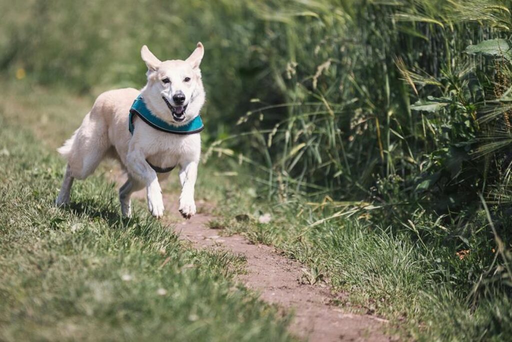 top dog harnesses recommended