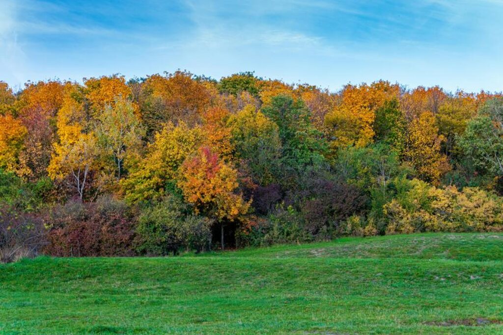 transitioning annual plants care