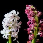 transitioning your garden s seasons