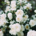 year round perennials for gardens