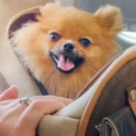 What Are the Best Tips for Traveling With Pets on a Plane?