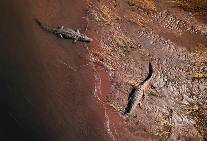 wildlife safari destinations africa